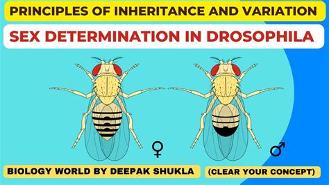 drosophila sex ratio|Sex determination in Drosophila .